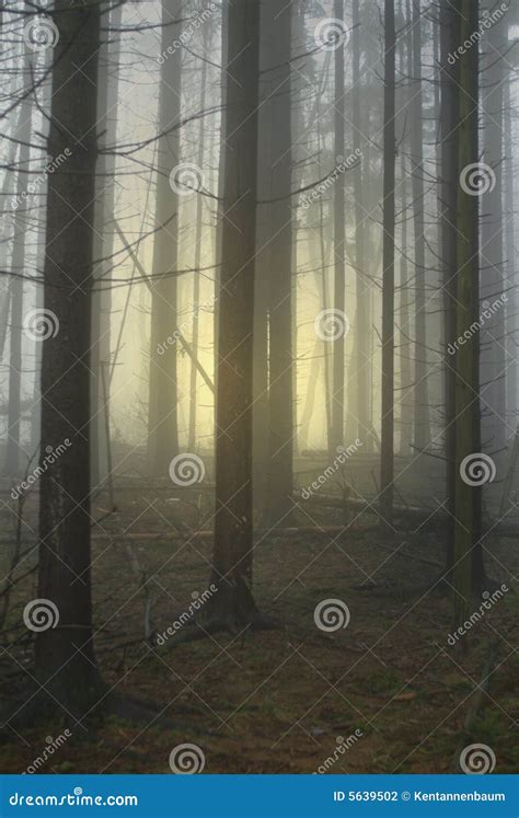 Forest With Glow Stock Photo Image Of Sunrise Forest 5639502