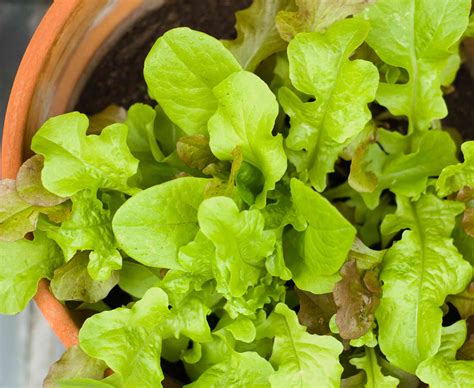 Check spelling or type a new query. 10 Best Vegetables for Container Gardens