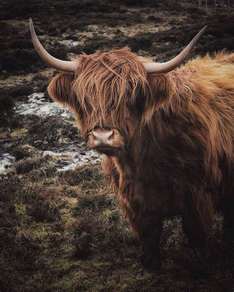 Visitscotland On Twitter Fluffy Cows Cow Pictures Cute Cows