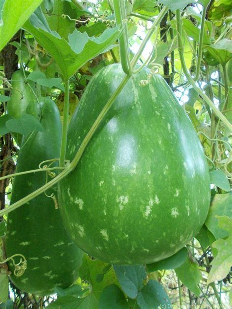Botanically, calabash belongs to the broader cucurbitaceae (gourd) family of plants, in the genus: Bottle Gourd - Digital Herbarium of Crop Plants