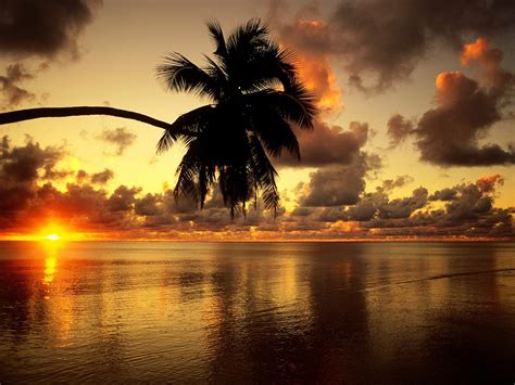 Palm Tree Sunset Background