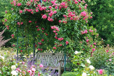 Best Climbing Roses For The Gardener The Washington Post