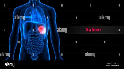 Human Body Organs Spleen Anatomy Stock Photo Alamy