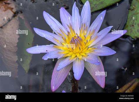 White Water Lilies Hi Res Stock Photography And Images Alamy