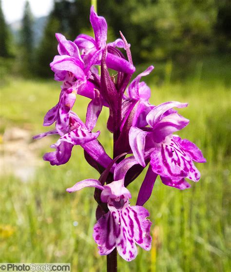Wild Orchid Flower Blooms In Val Di Funes Villnöß Valley In The