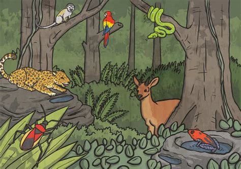 Which Animals Live In Rainforests Twinkl Homework Help