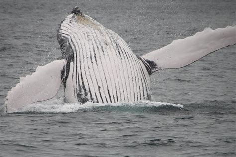 Grand Turk Whale Watching Shore Excursion 2022