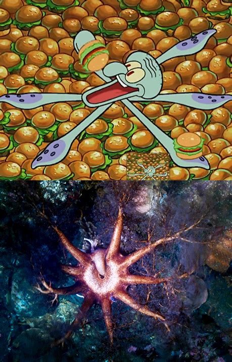 Spongebob Meme Squidward Eating A Krabby Patty Healthy