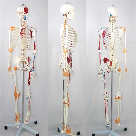 Human Anatomical Model With The Color Enthesis Of Muscles And Ligaments