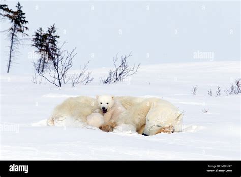 Polar Bear Mom And Cub Stock Photo Alamy