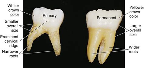 Secondary Teeth Primary And Permanent Teeth Students 1d1