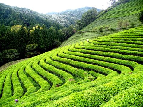 Tea Estate In Turkey Tea Garden Tea Estate Sikkim