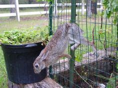 Rabbit fence is best used to help keep out small animals like rabbits. Rabbit Proof Garden Fencing | Garden | Pinterest | Fenced ...
