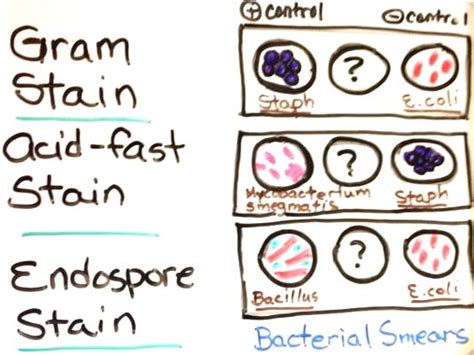 ¿las Bacterias Acidorresistentes Son Grampositivas O Gramnegativas