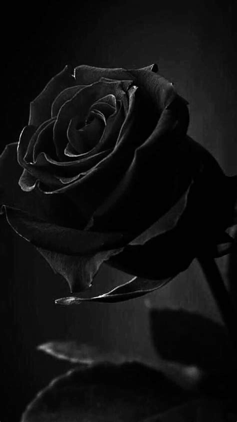 Download Aesthetic Black And White Flower Wallpaper