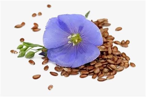 Blue Flower And Seeds On White Background