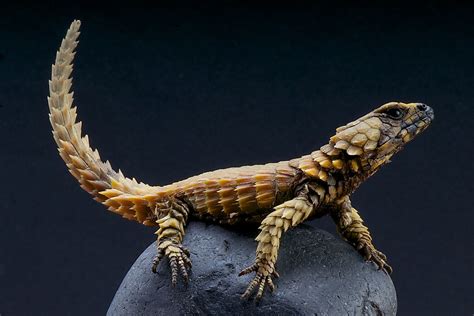 10 Of The Worlds Most Amazing Lizard Species Worldatlas