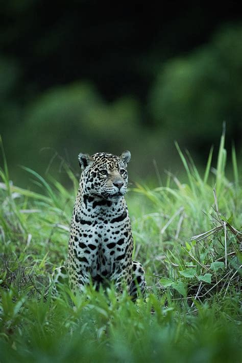 Jaguar Sitting In Tall Grass Facing Right Photograph By Ndp Fine Art