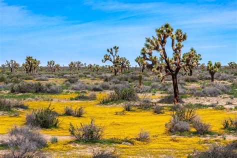 Joshua Trees And Yellow Wildflowers In The Mojave Desert Public