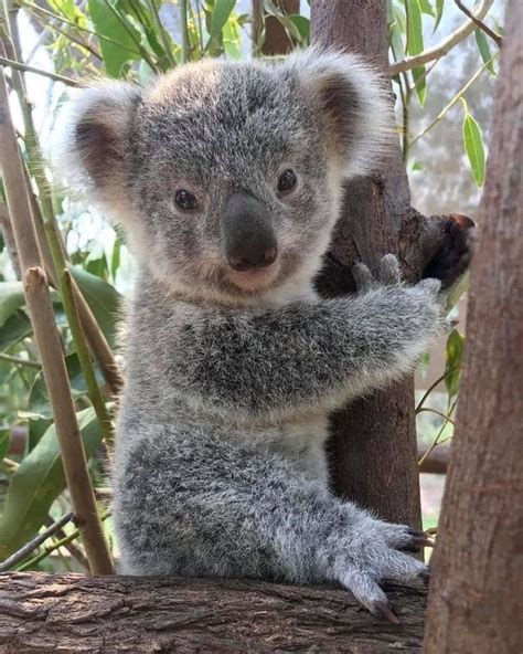 Koala On Instagram Adorable Little Fur Ball😍 Koala