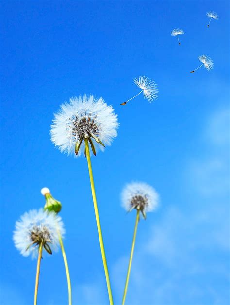 Bunga ♡ Dandelion 050 Dandelion Dandelion Dandelion Putih