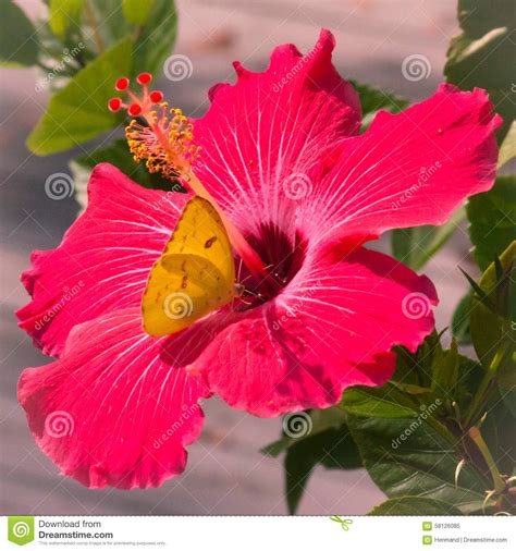In clusters and provide landing platforms Yellow Butterfly Red Flower Stock Image - Image of ...