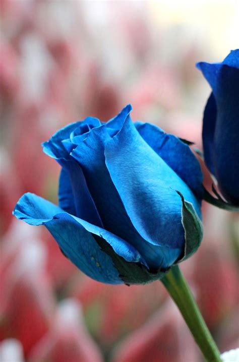 When i find names i can't find flowers.it would be good to get some names beside pictures. Blue rose? Is it real? | ดอกกุหลาบ