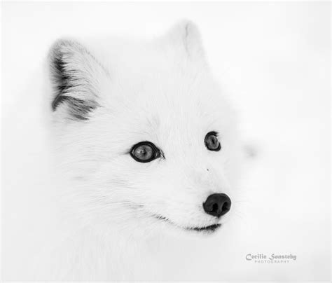 Camouflage By Cecilie Sønsteby Photo 104305323 500px Fox Arctic