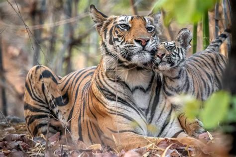 Heartwarming Encounter Tiger Moms Love Shines Through In Precious Moments With Cubs Video