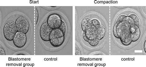 Aberrant Behavior Of Mouse Embryo Development After Blastomere Biopsy