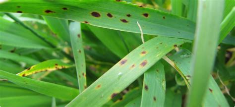 Managing Spot Type Net Blotch In Continuous Barley Agriculture And Food
