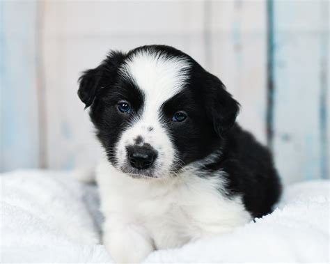 Miami Is A Handsome And Sweet Black And White Border Collie Puppy