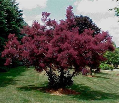 Royal Purple Smoke Tree Cotinus Coggyria 1 Gallon Potted Etsy In 2021