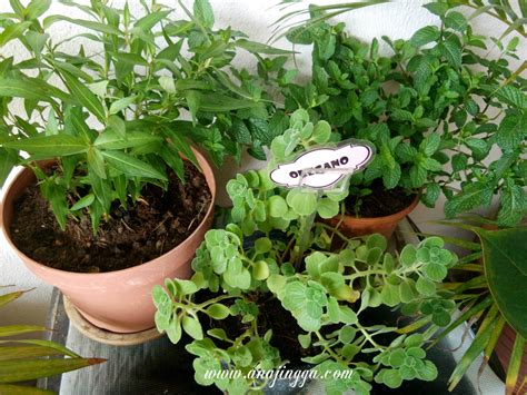 Tanaman Herba Dalam Pasu Di Rumah Edible Garden
