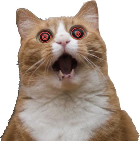 Hypnotic Scared Cat Blank Template Imgflip
