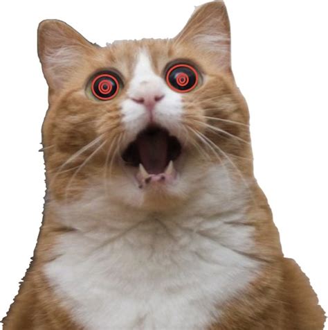 Hypnotic Scared Cat Blank Template Imgflip