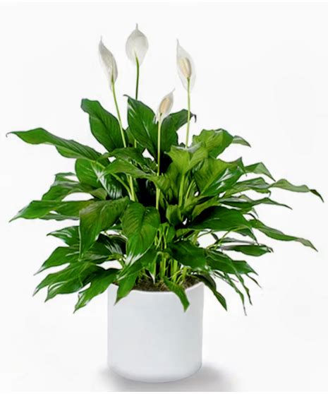Peace Lily Granbury Flower Shop Tx Same Day Plant Delivery