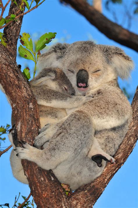 Baby Koala Baby Koala Elsa At The Australian Reptile Park Becomes An