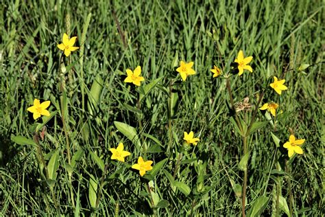 Texas Yellow Star Wildflowers Free Stock Photo Public Domain Pictures