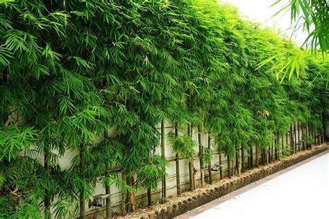 Bamboo Van Diemen Bamboo Van Diemen
