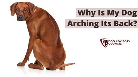 8 Reasons Why Is My Dog Arching Its Back Explained Dog Advisory