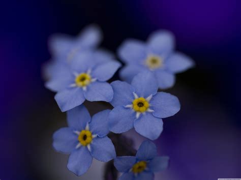 Beautiful Blue Forget Me Not Flower Blue Wallpaper 34680850 Fanpop
