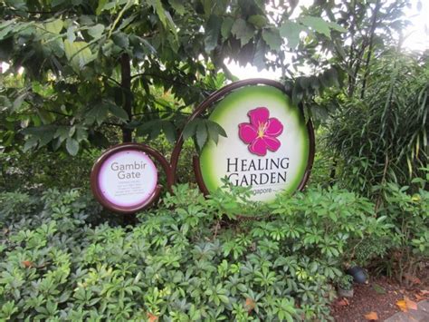 Healing Garden Tour Singapore Botanic Gardens Tickikids Singapore