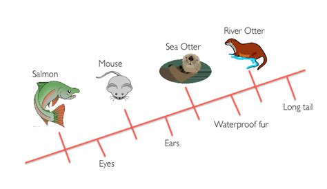 Evolution The River Otter Resource