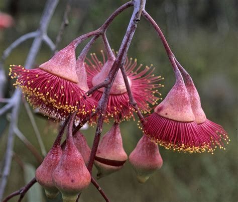 Australian Flowers What Are They And Which Are Their Properties Lifegate