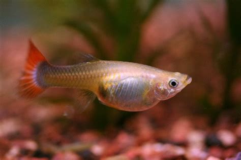 Their full size will vary depending on the genes, food, nutrition and more. 3 Of My Guppies Are Harassing My 4th | My Aquarium Club