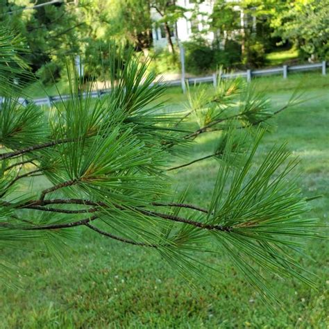 White Pine Pinus Strobus Leaves Western Carolina Botanical Club