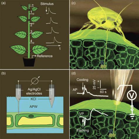 Volume 44, issue 8 p. Electrical signals and their physiological significance in ...