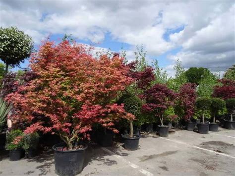 Acer Palmatum Pink Passion Japanese Maple Pink Leaves