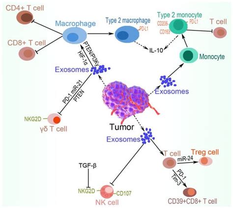Ijms Free Full Text Hypoxia Regulated Tumor Derived Exosomes And